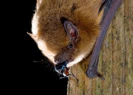 Attēlu rezultāti vaicājumam “Pipistrellus pygmaeus”
