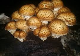 Attēlu rezultāti vaicājumam “Pholiota squarrosoides”