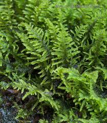 Attēlu rezultāti vaicājumam “Palustriella”