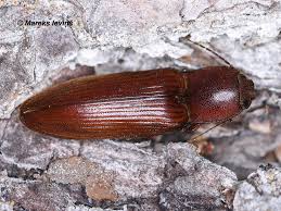 Attēlu rezultāti vaicājumam “Cidnopus aeruginosus”