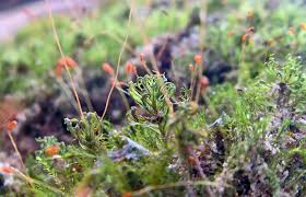 Attēlu rezultāti vaicājumam “Serpoleskea subtilis sporophyte”