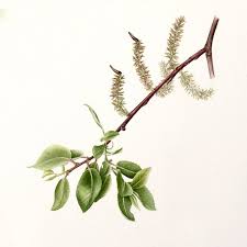 Attēlu rezultāti vaicājumam “Salix myrsinifolia male flower”