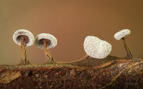 Attēlu rezultāti vaicājumam “Didymium crustaceum macro”