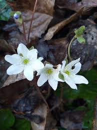 Attēlu rezultāti vaicājumam “Hepatica nobilis leaf”