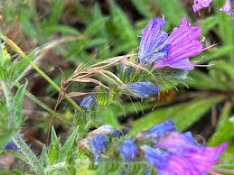 Attēlu rezultāti vaicājumam “Echium vulgare leaf”