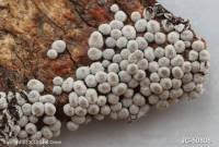 Attēlu rezultāti vaicājumam “Badhamia panicea”