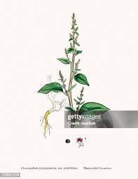 Attēlu rezultāti vaicājumam “Chenopodium polyspermum var. acutifolium flower”