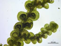 Attēlu rezultāti vaicājumam “Frullania dilatata”