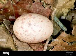 Attēlu rezultāti vaicājumam “Caprimulgus europaeus eggs”