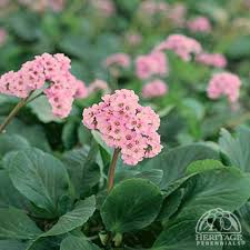 Attēlu rezultāti vaicājumam “Bergenia crassifolia flower”