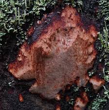 Attēlu rezultāti vaicājumam “Leptoporus mollis”