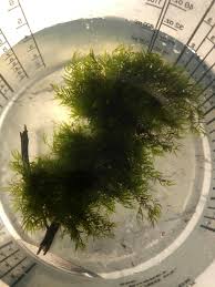 Attēlu rezultāti vaicājumam “Fissidens osmundoides”