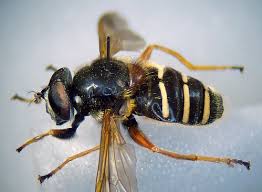 Attēlu rezultāti vaicājumam “Sericomyia lappona”