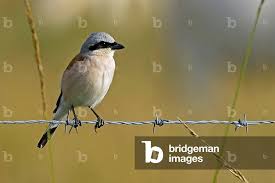 Attēlu rezultāti vaicājumam “Lanius collurio”