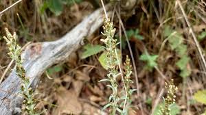 Attēlu rezultāti vaicājumam “Gnaphalium sylvaticum flower”