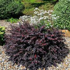 Attēlu rezultāti vaicājumam “Berberis”