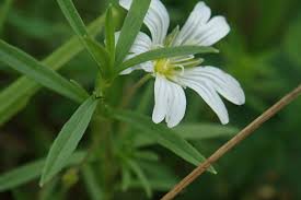 Attēlu rezultāti vaicājumam “Cerastium arvense leaf”