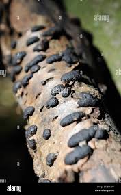 Attēlu rezultāti vaicājumam “Hypoxylon multiforme”