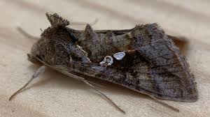 Attēlu rezultāti vaicājumam “Mythimna flammea”