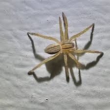 Attēlu rezultāti vaicājumam “Miturgidae”