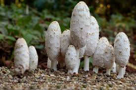 Image result for coprinus