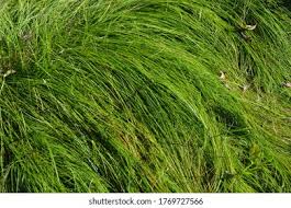 Attēlu rezultāti vaicājumam “Carex arenaria  fruit”