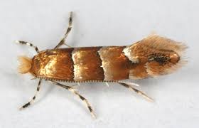 Attēlu rezultāti vaicājumam “Phyllonorycter nicellii”