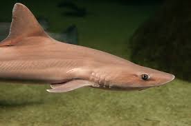 Image result for Mustelus mustelus