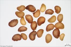 Attēlu rezultāti vaicājumam “Potentilla argentea bud”