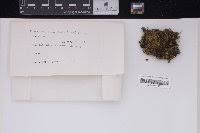 Attēlu rezultāti vaicājumam “Campylium chrysophyllum”