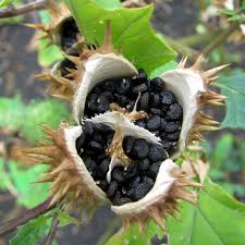 Image result for Datura stramonium
