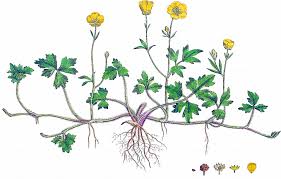 Attēlu rezultāti vaicājumam “Ranunculus repens”