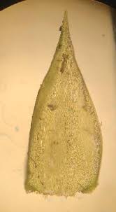 Attēlu rezultāti vaicājumam “Callicladium haldanianum”