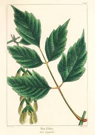 Attēlu rezultāti vaicājumam “Acer negundo leaf”