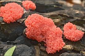 Attēlu rezultāti vaicājumam “Tubifera ferruginosa (subsp. ferruginosa) macro”