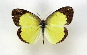 Attēlu rezultāti vaicājumam “Pieris napi”