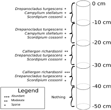 Attēlu rezultāti vaicājumam “Campylium stellatum sporophyte”