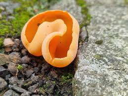 Attēlu rezultāti vaicājumam “Aleuria aurantia”