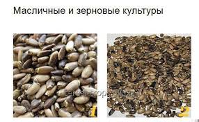 Attēlu rezultāti vaicājumam “Silybum marianum fruit”