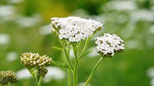 Image result for Achillea millefolium