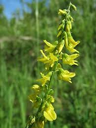 Attēlu rezultāti vaicājumam “Melilotus wolgicus”