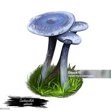 Attēlu rezultāti vaicājumam “Cantharellula umbonata”