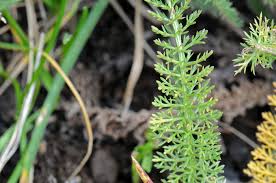 Attēlu rezultāti vaicājumam “Achillea millefolium leaf”