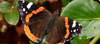 Attēlu rezultāti vaicājumam “Vanessa atalanta upperside”