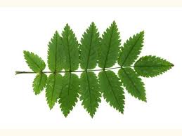 Attēlu rezultāti vaicājumam “Sorbus aucuparia leaf”