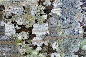 Attēlu rezultāti vaicājumam “Lecanora chlarotera”