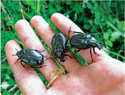 Attēlu rezultāti vaicājumam “Osmoderma barnabita”