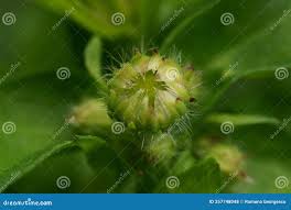 Attēlu rezultāti vaicājumam “Telekia speciosa bud”