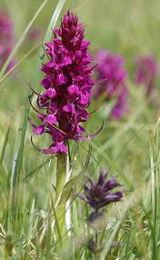 Attēlu rezultāti vaicājumam “Dactylorhiza majalis subsp. baltica”