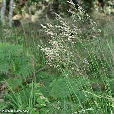 Attēlu rezultāti vaicājumam “Festuca altissima flower”